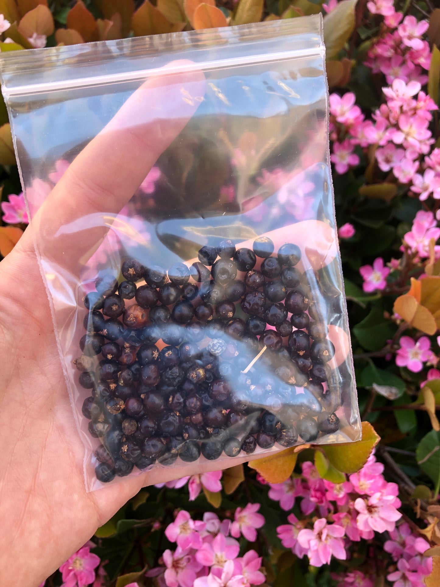 Juniper Berries