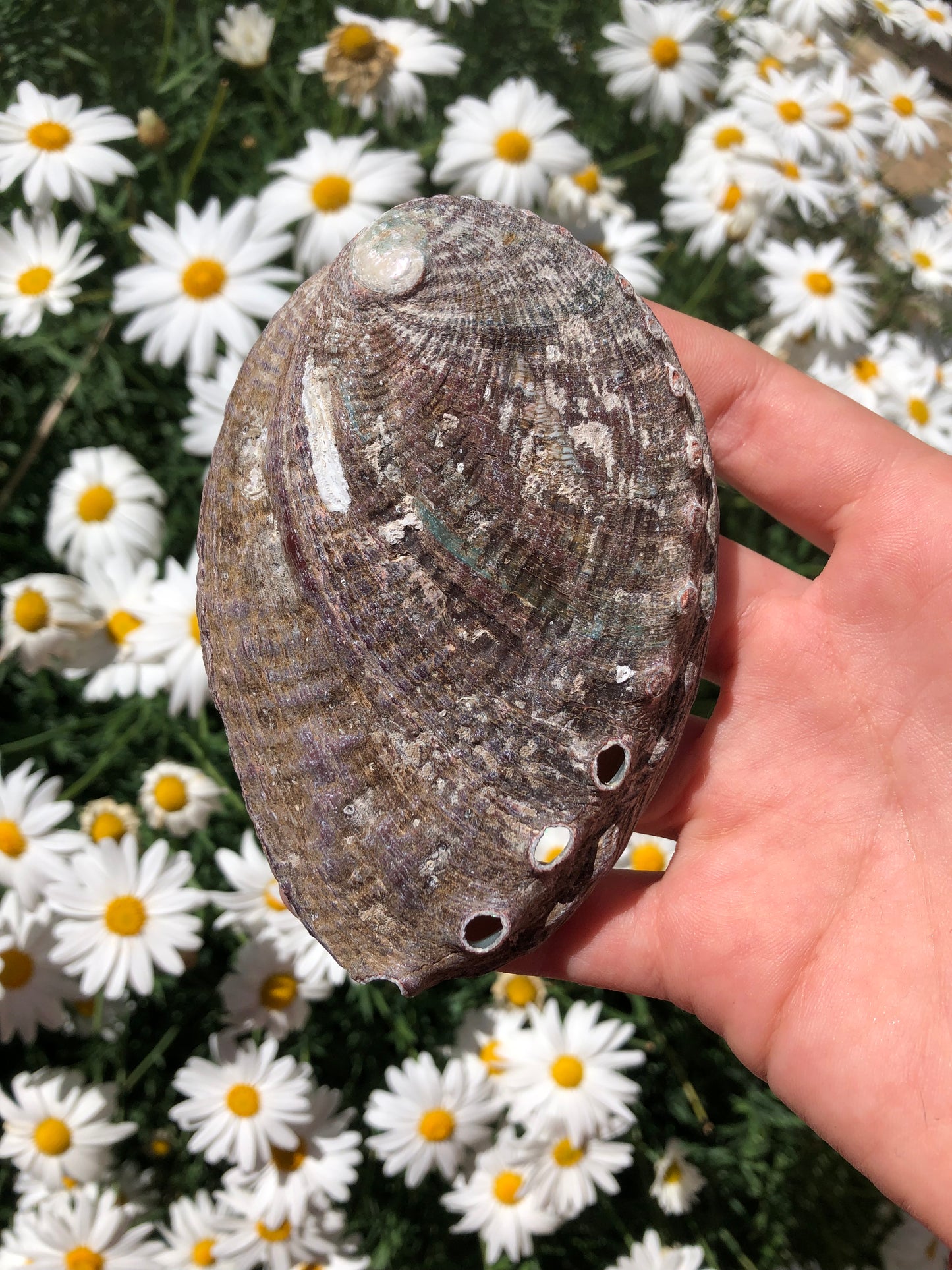 Abalone Shell